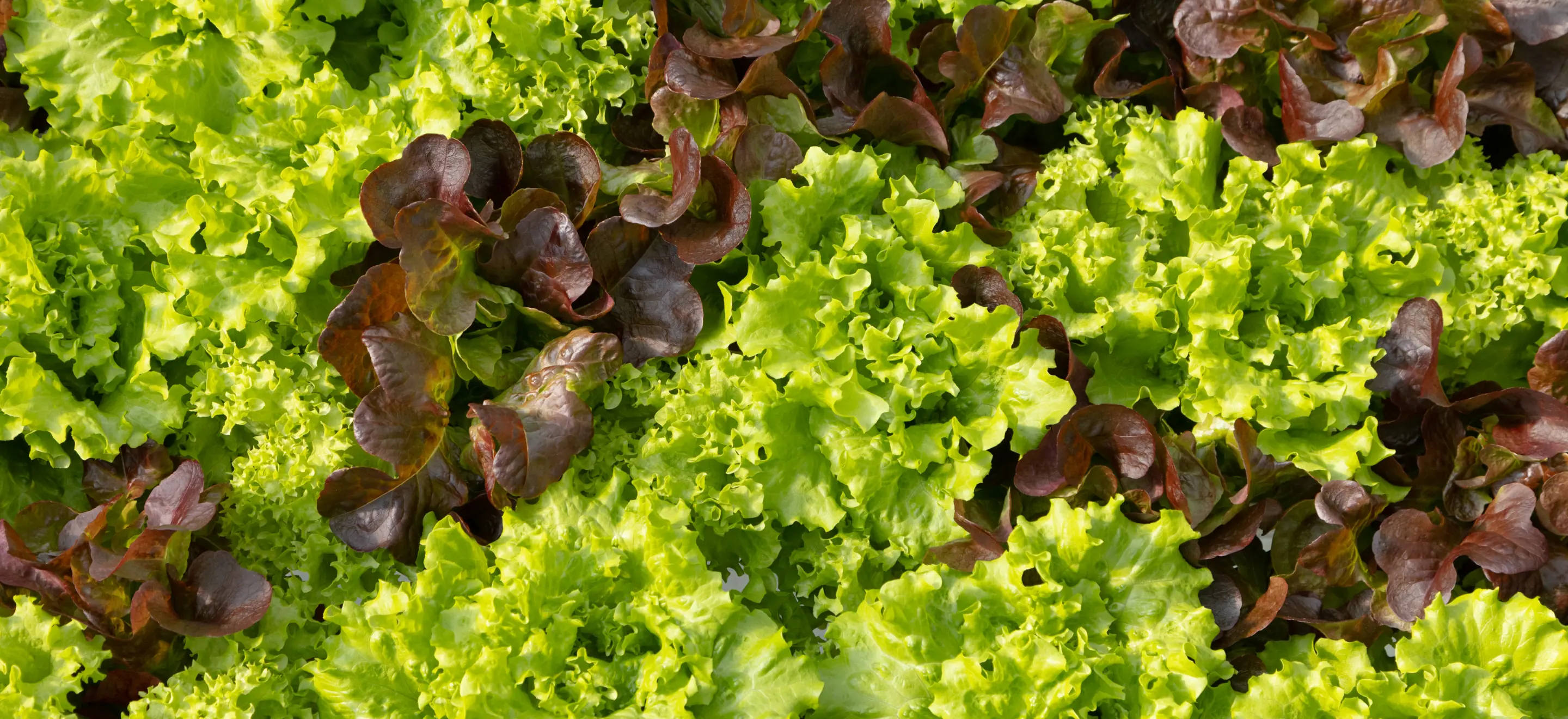 ZEBRA GREENS Lettuce